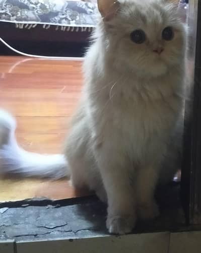 Adorable Friendly Cat (Doll Face) In fawn colour Available for Sale