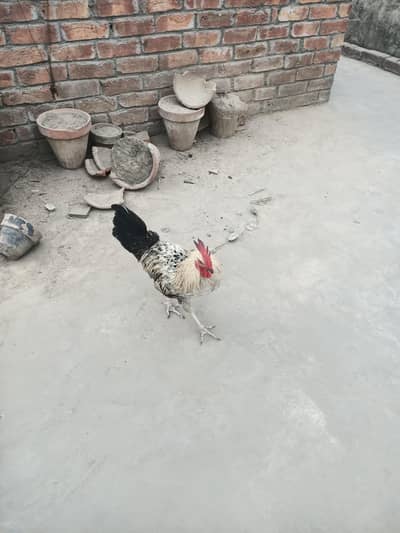 dasi murgha urgent sale