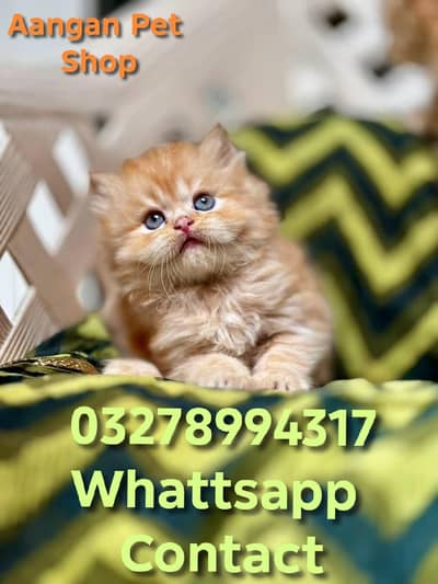 Cute Healthy Vaccinated Cats Available – Home Raised