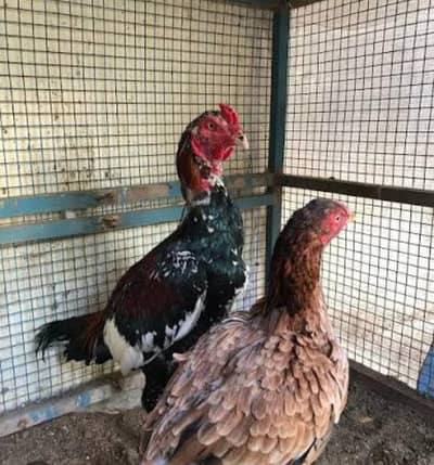 aseel eggs avaliable only in abbottabad