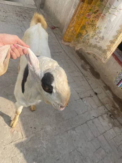 Beetal Nasal Male Bakra – Healthy Qurbani Bakra