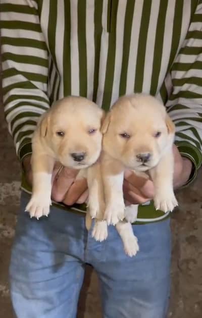 Labrador male puppy available