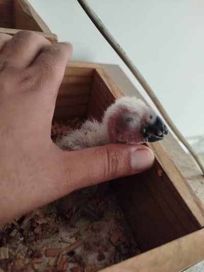 African Grey Chick