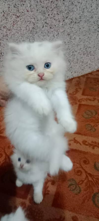 Triple coated kittens what's app : 0302-6247572