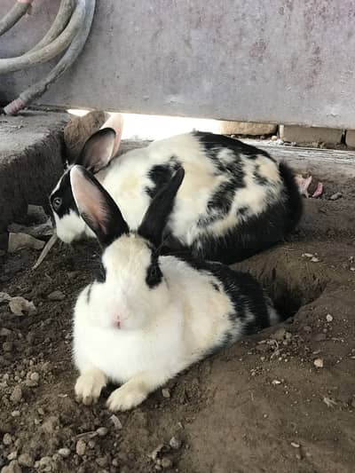 Color black and white