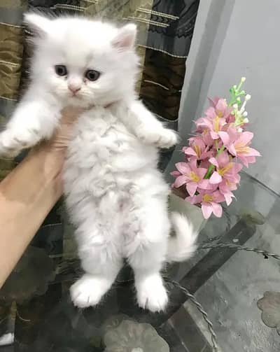 cute kitten 
