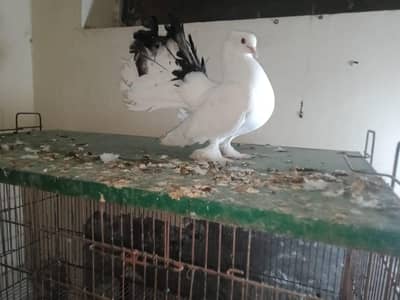 lakka pigeon breeder pair with one chick  for sale