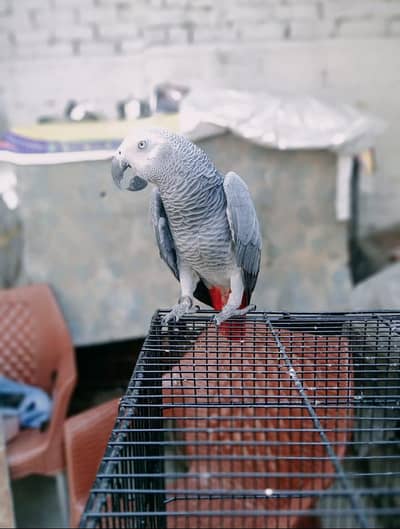 African gray female