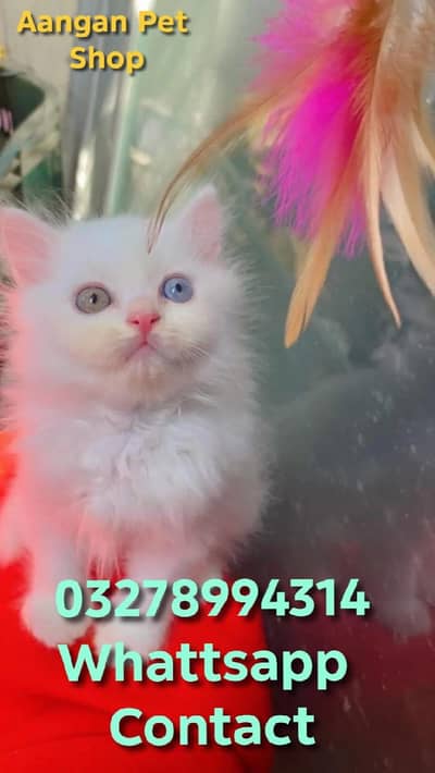 Cute Healthy Vaccinated Cats Available – Home Raised