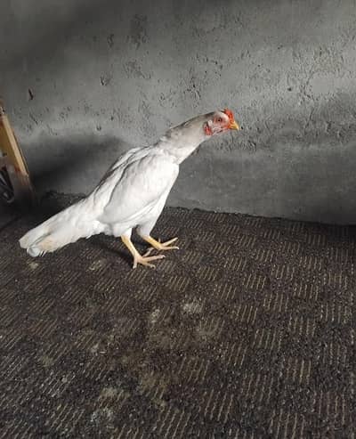 paper white heera aseel pathi