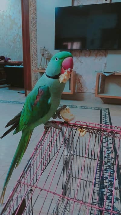 kashmiri parrot