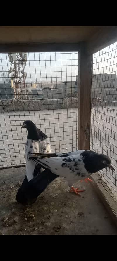 kabli kabutar top quality pair resulted perfect