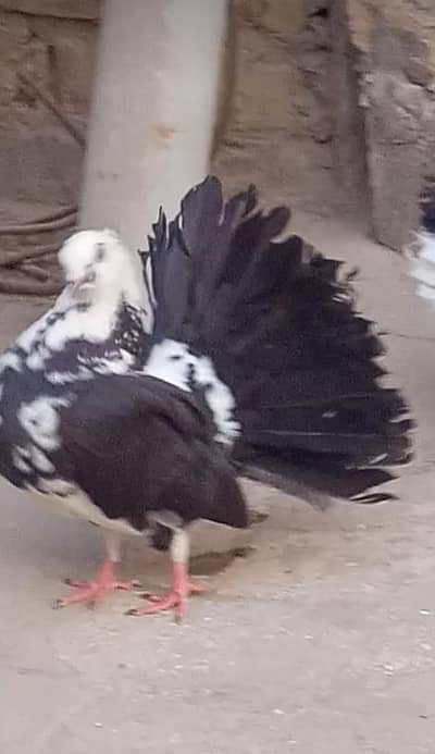 Fantail Pigeon Pair