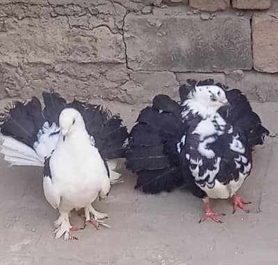 Fantail Pigeon Pair