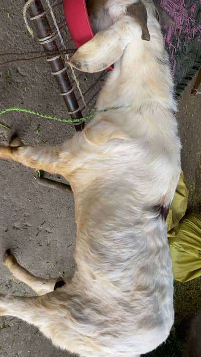 Big Bakra Heavy weight inbox for video