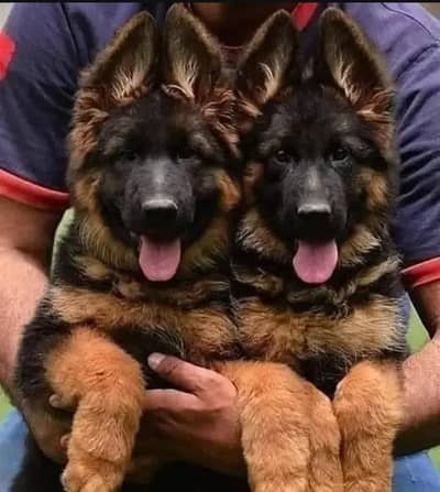 all Pakistan dilver  available  pair