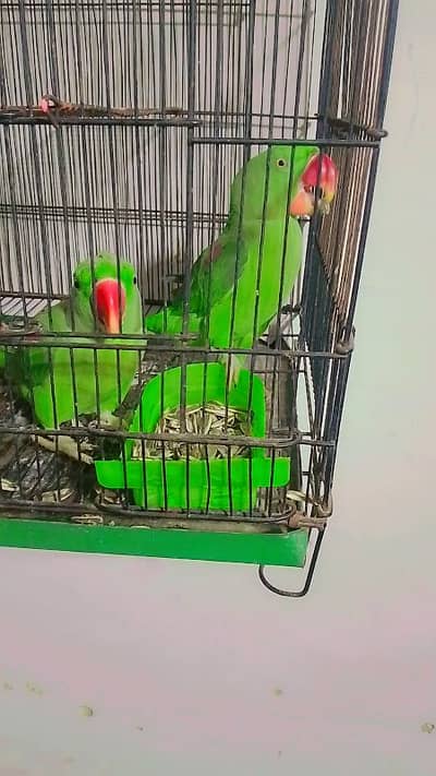 kashmiri raw parrot helthy and active for sale