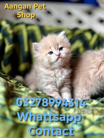 Cute Healthy Vaccinated Cats Available – Home Raised