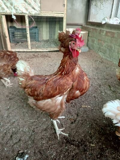 lohman brown hens for sale