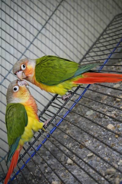 pineapple conure self chicks best for hand tame