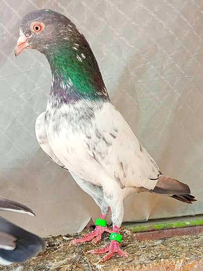 KASURI BREED PIGEONS