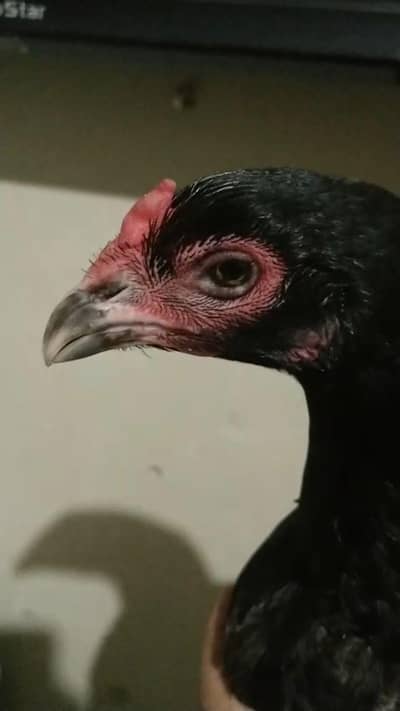 Burmi poki madhi anday day Rahi hai.