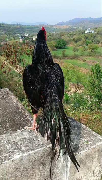 High Quality murga for sale