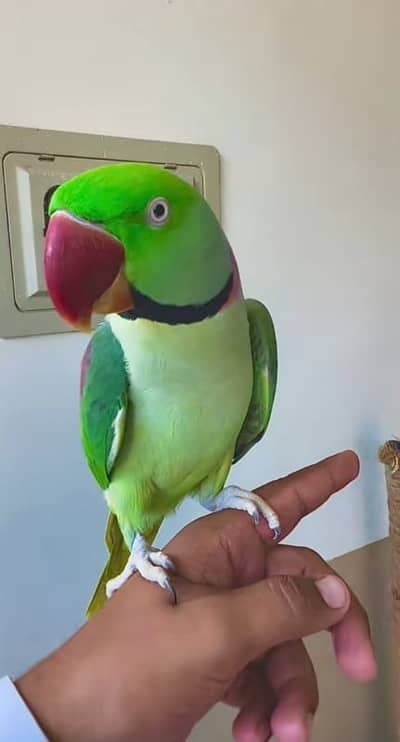 kashmiri raw parrot11 month age for sale