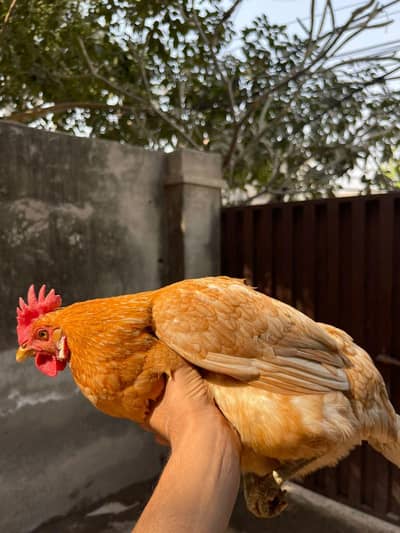 Golden misri murghian |home raised|murgian |desi