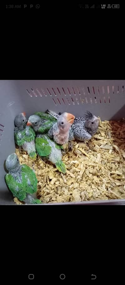 Ring neck Raw baby available home breed