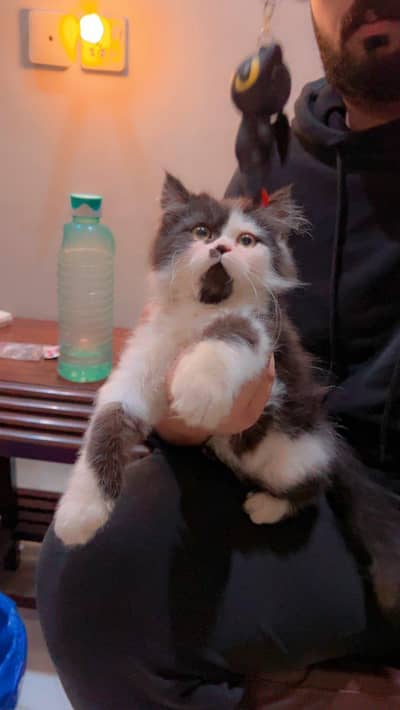 Persian male kitten 0333/42/33111