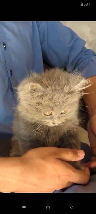 Persian male triple Cotted available. 03079125959 whatsup nmbr.