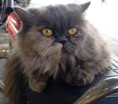 Persian Grey Long hair fully Punch face