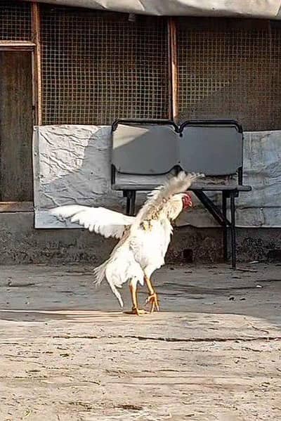 ASEEL heera for sale with handsome amount