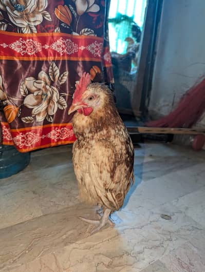 Special Misri Murgha