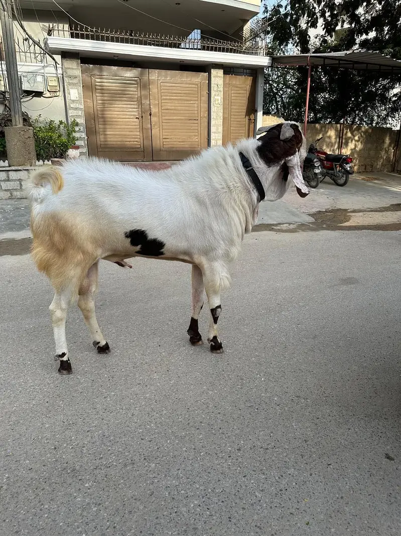 Breeder goats for sale — photo 4