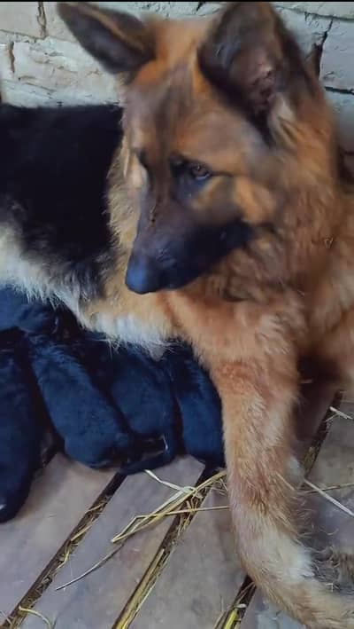 100% pupies for sale contact 03157036766 what'spp any one interested