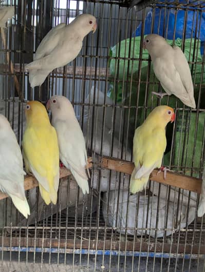 Creamino / Albino Red Eyes / Albino Black Eyes Split / DNA pairs