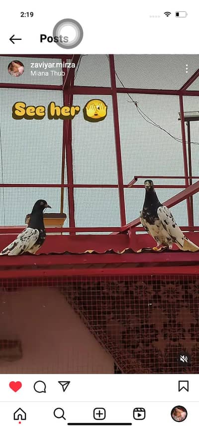 Pair / 800 / 1000 / 2000 / 3000 / 6000 / 8000