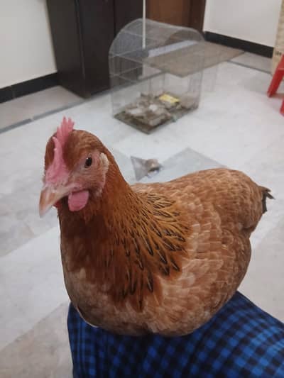 Tamed Hen for Sale