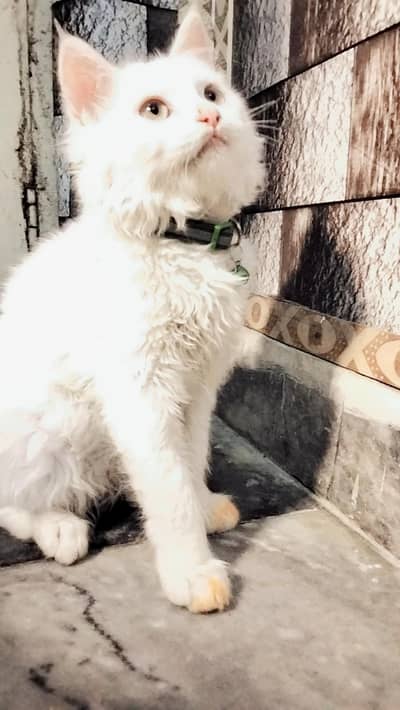 Persian white female cat