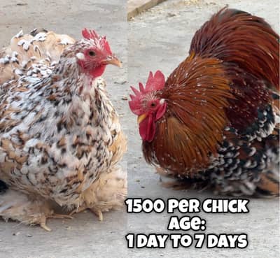 TOP QUALITY COCHIN BANTAM CHICKS