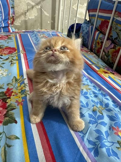 persian kitten fluffy and active