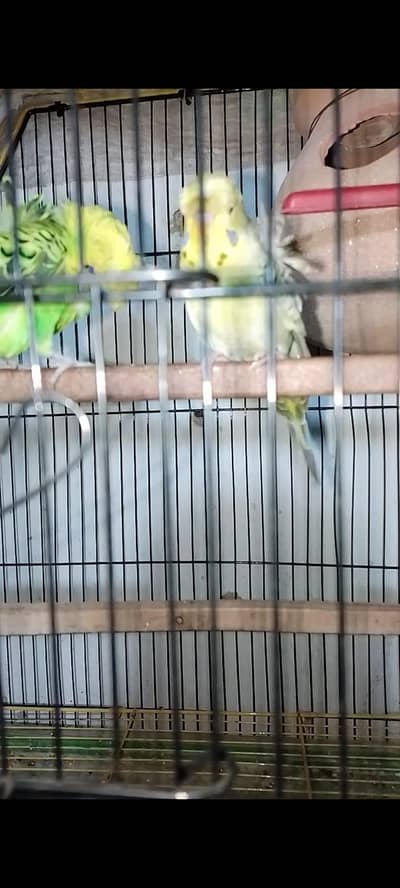 hogoromo bugies common bugies tcb bugies