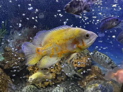 Chiclid,Parrotfish,oscar,silverscat aquarium fish