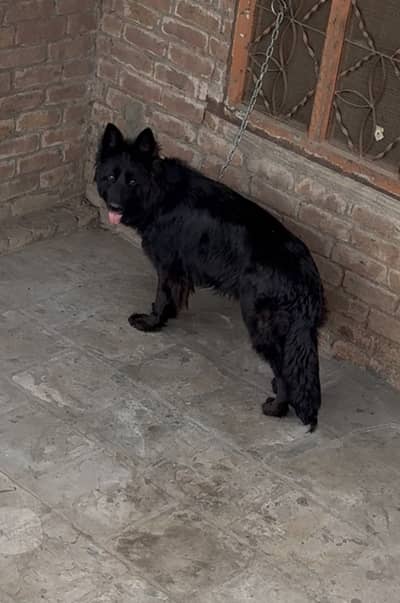 Black German shepherd | pedigree German shepherd for sale