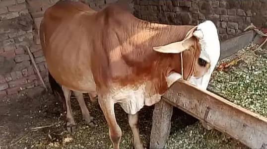 Qurbani K liay Wacha