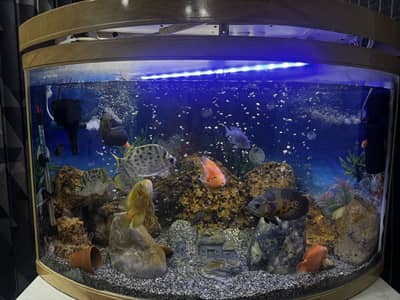 Jebo curved glass aquarium