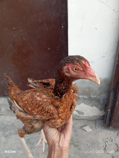 Aseel mianwali active breed