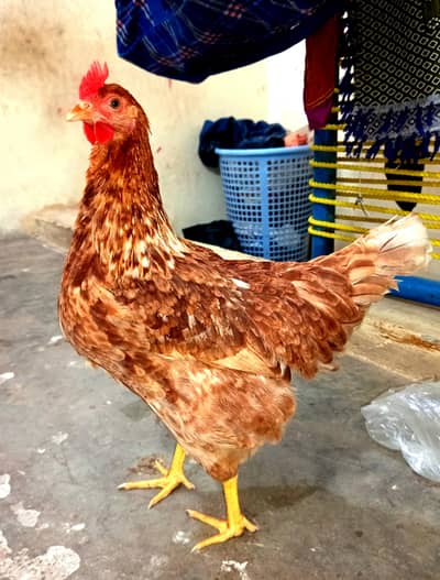 PURE Desi Murghi  گھر کی پالی ہوئی Healthy & Active